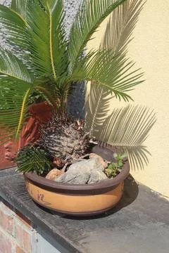 Exotic flower, succulent on stone step near house on sunny summer day in Liguria Fotos Stock
