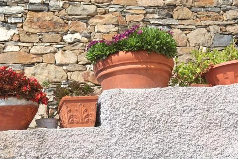 Exotic flower, succulent on stone step near house on sunny summer day in Liguria Stock Photos