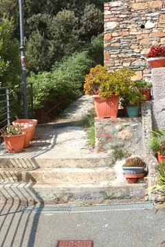 Exotic flower, succulent on stone step near house on sunny summer day in Liguria Stock Photos