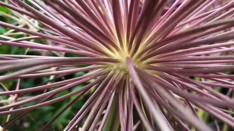 Exotic flower - tracking out Stock Footage 110696438