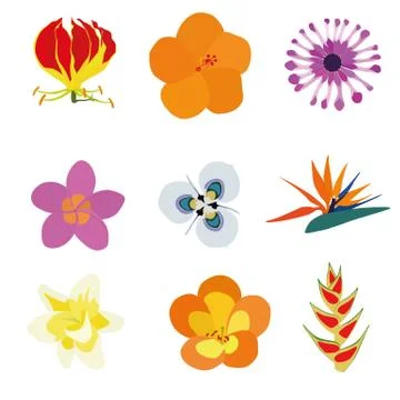 Exotic Flowers Stockillustratie