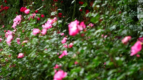 Exotic flowers in park Stock Footage 233230530