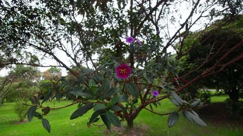 Exotic flowers in park Stock Footage 233230670