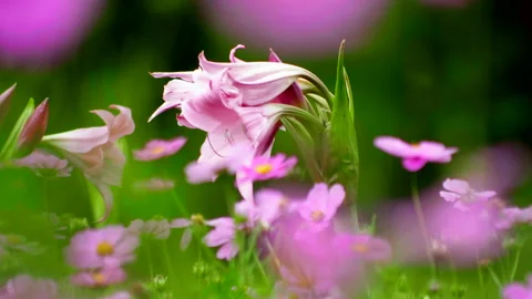 Exotic flowers in park Stock Footage 233230933