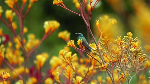 Exotic flowers in park Stock-Footage 233231796