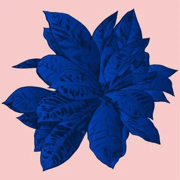 Exotic flowers set. Botanical vector vintage illustration Stock Illustration