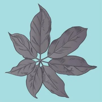 Exotic flowers set. Botanical vector vintage illustration Stock Illustration