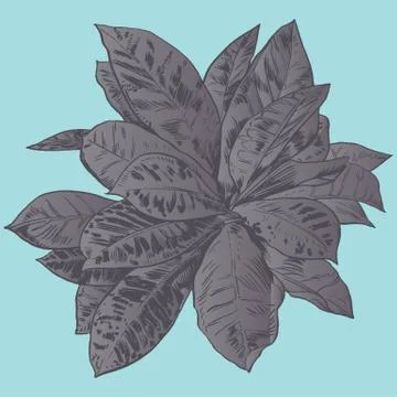 Exotic flowers set. Botanical vector vintage illustration Stock Illustration