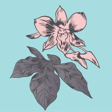Exotic flowers set. Botanical vector vintage illustration Stock Illustration
