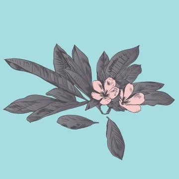 Exotic flowers set. Botanical vector vintage illustration Illustrazione stock