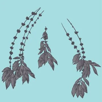 Exotic flowers set. Botanical vector vintage illustration Stock Illustration