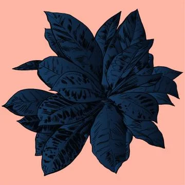 Exotic flowers set. Botanical vector vintage illustration Stock Illustration