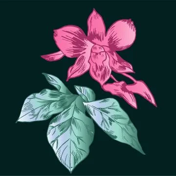 Exotic flowers set. Botanical vector vintage illustration Stock Illustration