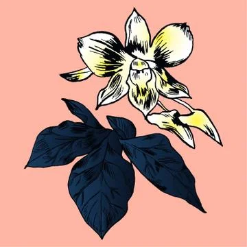 Exotic flowers set. Botanical vector vintage illustration Stock Illustration