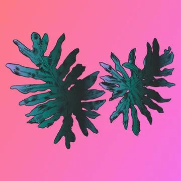 Exotic flowers set. Botanical vector vintage illustration Stock Illustration