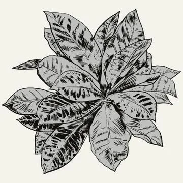 Exotic flowers set. Botanical vector vintage illustration Stock Illustration