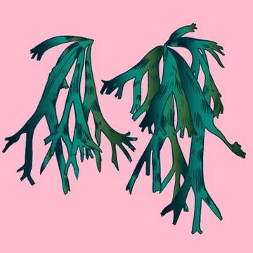 Exotic flowers set. Botanical vector vintage illustration Stock Illustration