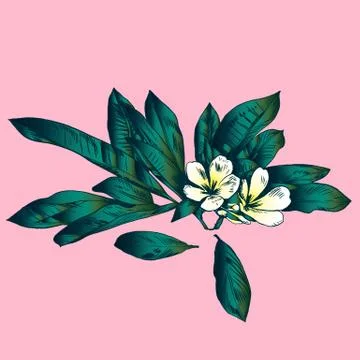 Exotic flowers set. Botanical vector vintage illustration Stock Illustration
