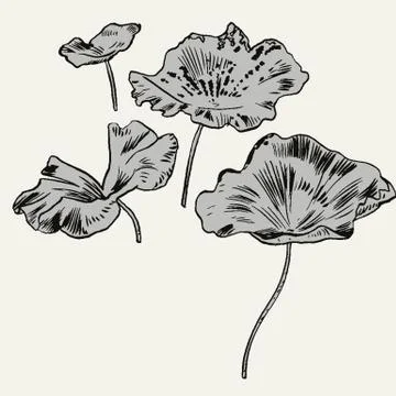 Exotic flowers set. Botanical vector vintage illustration Stock Illustration