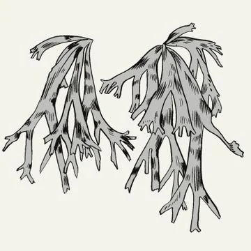 Exotic flowers set. Botanical vector vintage illustration Stock Illustration