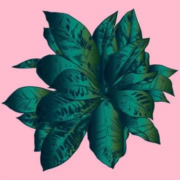 Exotic flowers set. Botanical vector vintage illustration Stock Illustration