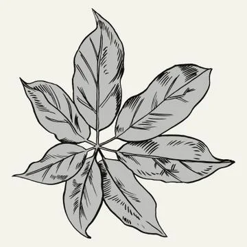 Exotic flowers set. Botanical vector vintage illustration Stock Illustration