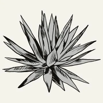 Exotic flowers set. Botanical vector vintage illustration Illustrazione stock