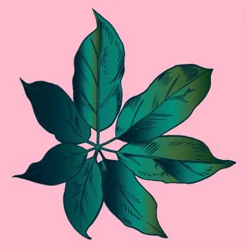 Exotic flowers set. Botanical vector vintage illustration Illustrazione stock