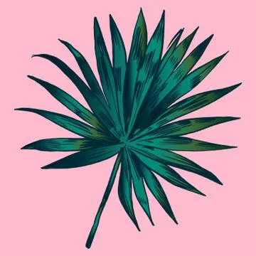 Exotic flowers set. Botanical vector vintage illustration Stock Illustration