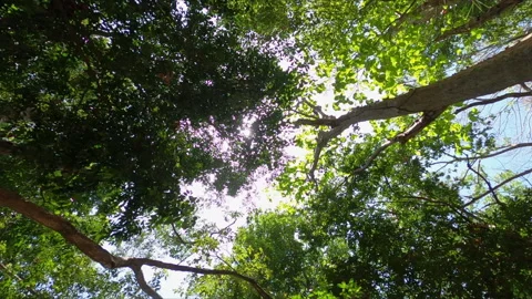 Exotic foliage: Backlit by the sun's rays Stock Footage 241817805