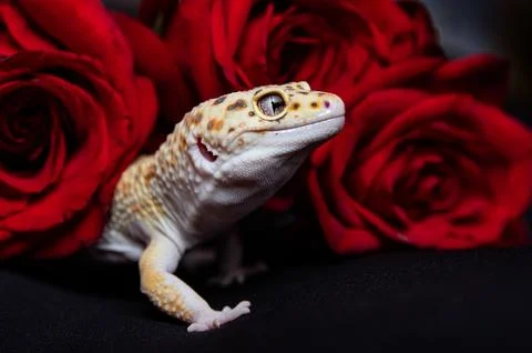 Exotic, friendly gecko, leopard gecko, and romantic flowers, contrasting Stock Photos