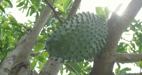 Exotic fruit Stock Footage 125081746