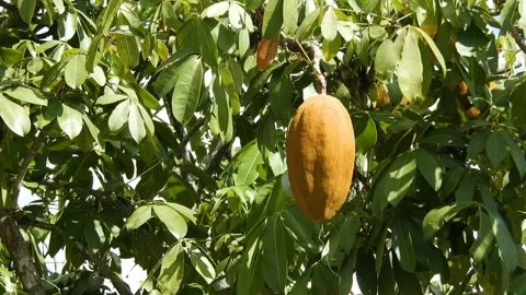 Exotic fruit Monguba (pachira aquatica) Stock Footage 145036097