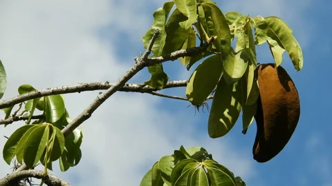 Exotic fruit Monguba (pachira aquatica) Stock Footage 145039702