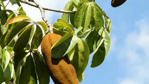 Exotic fruit Monguba (pachira aquatica) Stock Footage 145247174