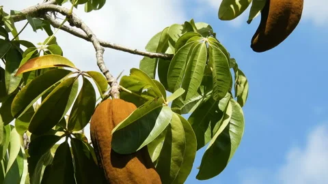Exotic fruit Monguba (pachira aquatica) Stock Footage 145247873