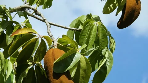 Exotic fruit Monguba (pachira aquatica) Stock Footage 145280178