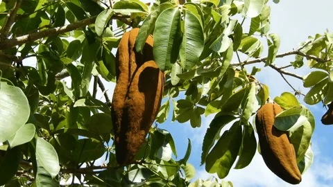 Exotic fruit Monguba (pachira aquatica) Stock Footage 145292053