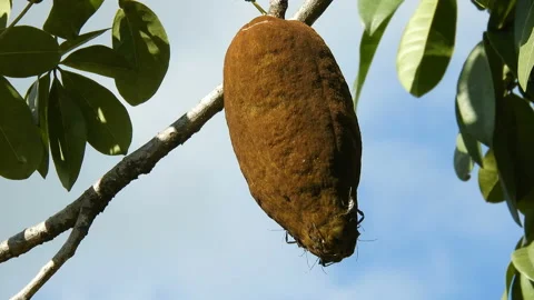 Exotic fruit Monguba (pachira aquatica) Stock Footage 145297063