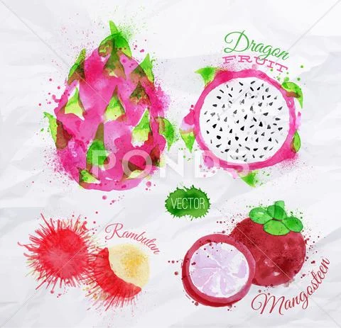 Exotic fruit watercolor dragon fruit, rambutan, mangosteen Stock Illustration
