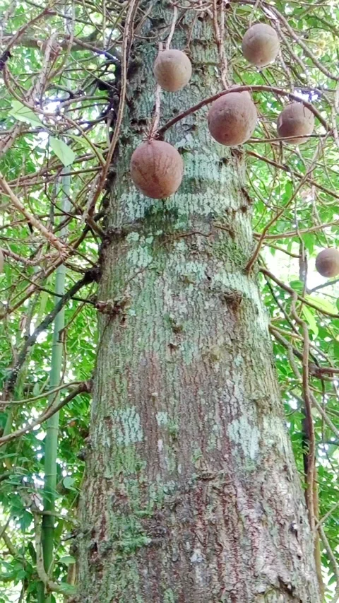 Exotic fruits hanging on a tree trunk in a tropical forest Stock Footage 346273302