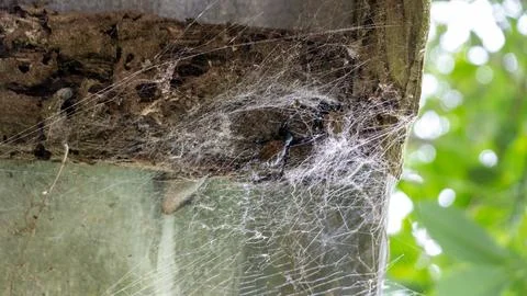Exotic funnel-web spider waiting inside its silk funnel web in a natural habitat Stock Photos