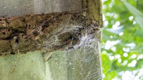Exotic funnel-web spider waiting inside its silk funnel web in a natural habitat Stock Photos