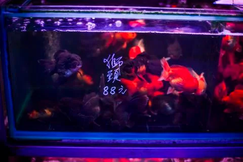 Exotic goldfish Stock Photos