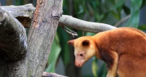 Exotic Goodfellow Tree-Kangaroo in canopy of rainforest in Papua New Guinea Stock Footage 92828625