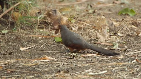 An exotic gray bird caught a larger moth. Stock Footage 108635934