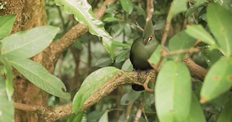 An exotic green bird sitting on a tree in Taiwan, ROC. Stock Footage 140253380