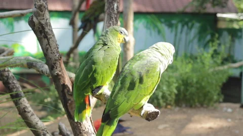 Exotic Green Parrots Stock Footage 41844419