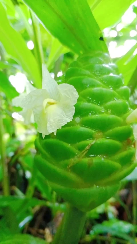 Exotic Green Pinecone Ginger Flower Blooming Outdoors Stock Footage 346860331