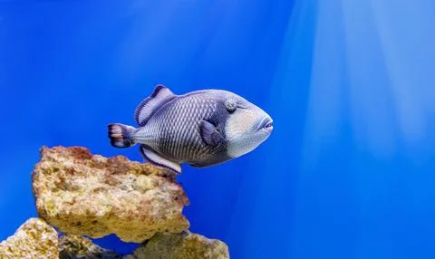 Exotic grey triggerfish swimming in deep blue water inside reef aquarium Stock Photos